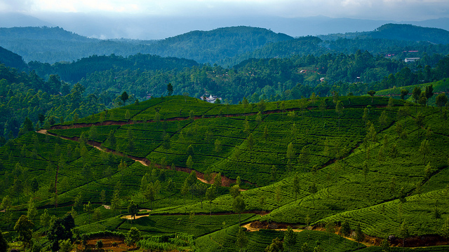 Tea Plantations