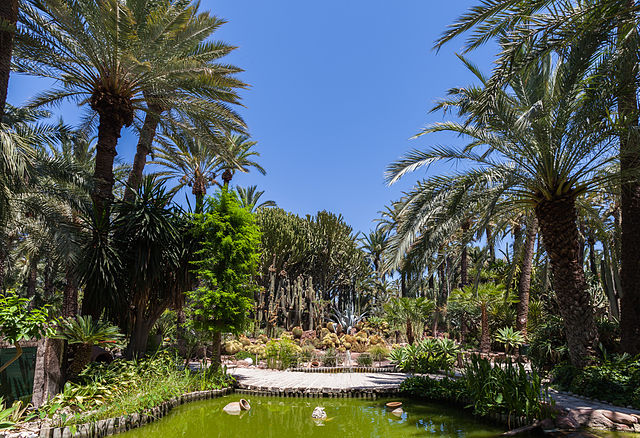 Palmeral de Elche