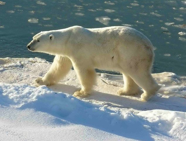 Wapusk NAtional Park