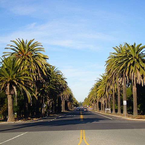 Palm Drive