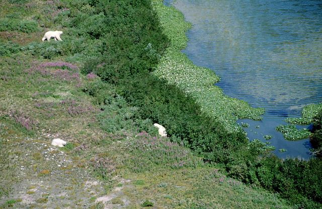 Wapusk National Park