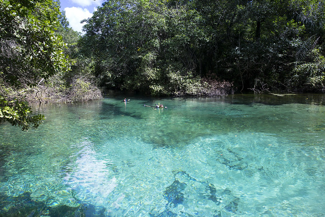 Bonito