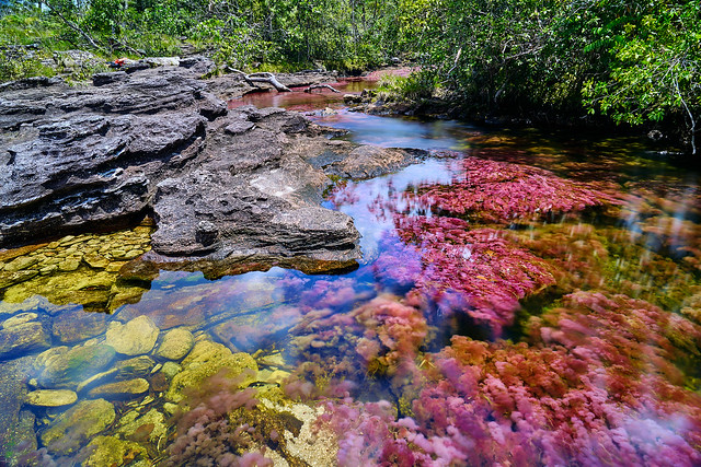 Caño Cristales