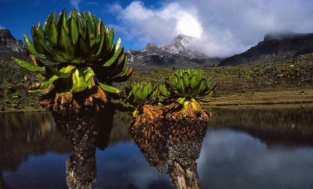 Mount Kenya