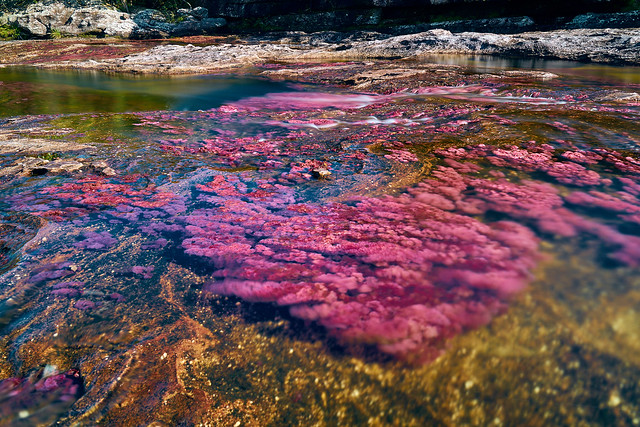 Caño Cristales